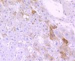 CYP3A4 Antibody in Immunohistochemistry (Paraffin) (IHC (P))