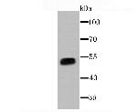 CYP3A4 Antibody in Western Blot (WB)