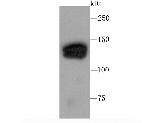 SIN3A Antibody in Western Blot (WB)