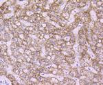 PRDX3 Antibody in Immunohistochemistry (Paraffin) (IHC (P))