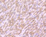 PRDX3 Antibody in Immunohistochemistry (Paraffin) (IHC (P))