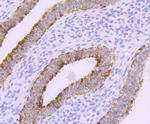 POLB Antibody in Immunohistochemistry (Paraffin) (IHC (P))