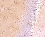 MUC4 Antibody in Immunohistochemistry (Paraffin) (IHC (P))