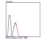 ETS1 Antibody in Flow Cytometry (Flow)