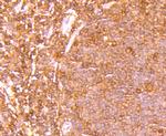 ETS1 Antibody in Immunohistochemistry (Paraffin) (IHC (P))