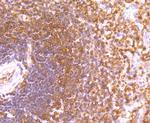 ETS1 Antibody in Immunohistochemistry (Paraffin) (IHC (P))