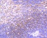 ETS1 Antibody in Immunohistochemistry (Paraffin) (IHC (P))