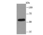 CYP2D6 Antibody in Western Blot (WB)