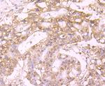 Protein C Antibody in Immunohistochemistry (Paraffin) (IHC (P))