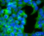 Ephrin B2 Antibody in Immunocytochemistry (ICC/IF)