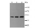 Ephrin B2 Antibody in Western Blot (WB)