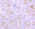 ACE Antibody in Immunohistochemistry (Paraffin) (IHC (P))