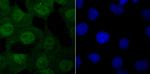 USP11 Antibody in Immunocytochemistry (ICC/IF)