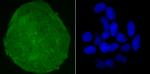 SKP1 Antibody in Immunocytochemistry (ICC/IF)