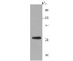 SKP1 Antibody in Western Blot (WB)