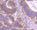 c-Rel Antibody in Immunohistochemistry (Paraffin) (IHC (P))