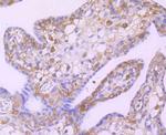 c-Rel Antibody in Immunohistochemistry (Paraffin) (IHC (P))