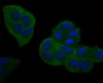 NFkB p52 Antibody in Immunocytochemistry (ICC/IF)