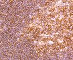 NFkB p52 Antibody in Immunohistochemistry (Paraffin) (IHC (P))