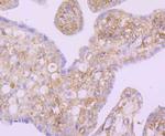 NFkB p52 Antibody in Immunohistochemistry (Paraffin) (IHC (P))