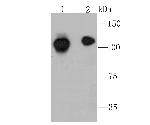 NFkB p52 Antibody in Western Blot (WB)