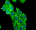 ID1 Antibody in Immunocytochemistry (ICC/IF)