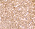 ID1 Antibody in Immunohistochemistry (Paraffin) (IHC (P))