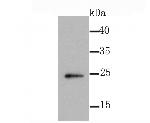 ID1 Antibody in Western Blot (WB)