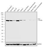 BMAL1 Antibody in Western Blot (WB)