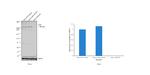 Phospho-ATM (Ser1981) Antibody in Western Blot (WB)