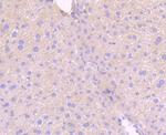 Phospho-MLKL (Ser345) Antibody in Immunohistochemistry (Paraffin) (IHC (P))