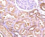 GABARAP/GABARAPL1 Antibody in Immunohistochemistry (Paraffin) (IHC (P))