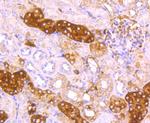 Ferritin Light Chain Antibody in Immunohistochemistry (Paraffin) (IHC (P))