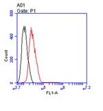 ENO1 Antibody in Flow Cytometry (Flow)