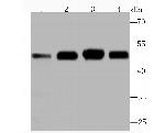 ENO1 Antibody in Western Blot (WB)