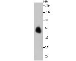 ENO1 Antibody in Western Blot (WB)