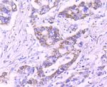 PDHB Antibody in Immunohistochemistry (Paraffin) (IHC (P))