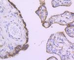 Angiopoietin 2 Antibody in Immunohistochemistry (Paraffin) (IHC (P))