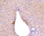 Angiopoietin 2 Antibody in Immunohistochemistry (Paraffin) (IHC (P))