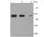 Angiopoietin 2 Antibody in Western Blot (WB)