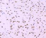 WDR5 Antibody in Immunohistochemistry (Paraffin) (IHC (P))