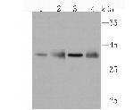 WDR5 Antibody in Western Blot (WB)