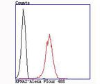 KPNA2 Antibody in Flow Cytometry (Flow)