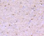 Nogo-B Antibody in Immunohistochemistry (Paraffin) (IHC (P))