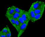 TFAM Antibody in Immunocytochemistry (ICC/IF)