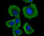 TFAM Antibody in Immunocytochemistry (ICC/IF)