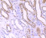 TFAM Antibody in Immunohistochemistry (Paraffin) (IHC (P))