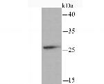 TFAM Antibody in Western Blot (WB)