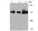 PFKFB3 Antibody in Western Blot (WB)