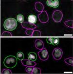 STING Antibody in Immunocytochemistry (ICC/IF)